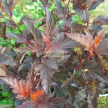 Hólyagvessző, Mélybordó levelű hólyagvessző