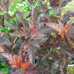 Hólyagvessző, Mélybordó levelű hólyagvessző