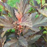 Hólyagvessző, Mélybordó levelű hólyagvessző