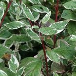 Som, piros vesszejű fehér-tarka levelű som