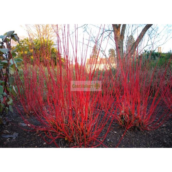 Som, piros vesszejű fehér-tarka levelű som