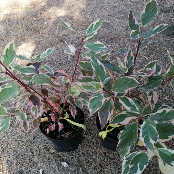 Som, piros vesszejű fehér-tarka levelű som