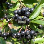 Berkenye, Fekete törpeberkenye