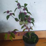 Lilabogyó, Kínai lilabogyó 