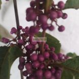 Lilabogyó, Kínai lilabogyó 