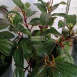 Bangita, Törpe bangita