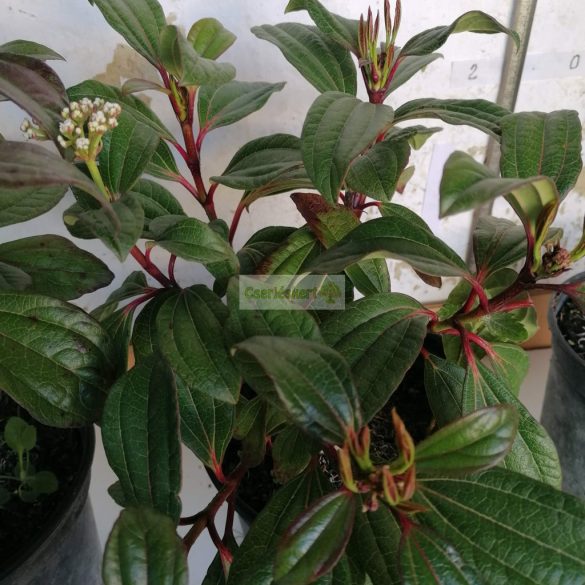 Bangita, Törpe bangita