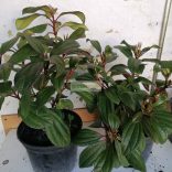 Bangita, Törpe bangita