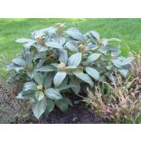 Bangita, Törpe bangita