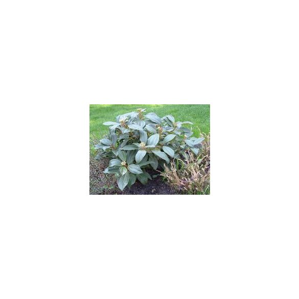 Bangita, Törpe bangita