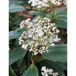 Bangita, Törpe bangita