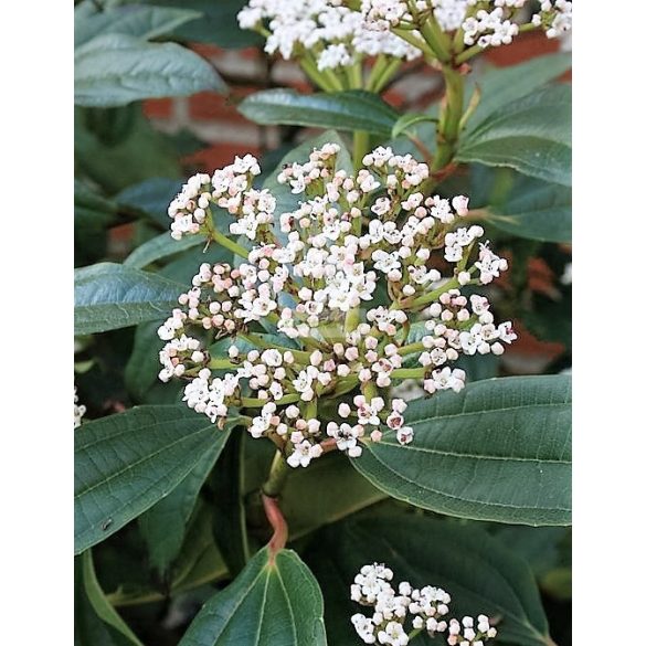 Bangita, Törpe bangita