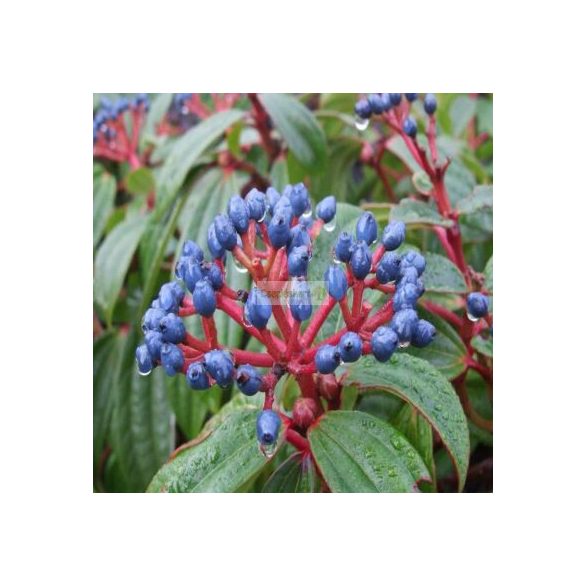 Bangita, Törpe bangita