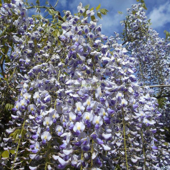 Lilaakác, Kínai lilaakác