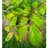 Perzsa varázsfa, perzsafa 