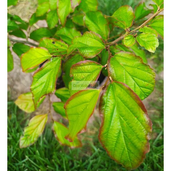 Perzsa varázsfa, perzsafa 