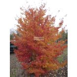 Perzsa varázsfa, perzsafa 