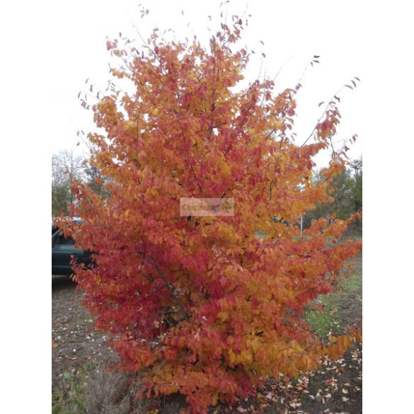 Perzsa varázsfa, perzsafa 