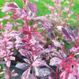 Borbolya, Tarka levelű borbolya