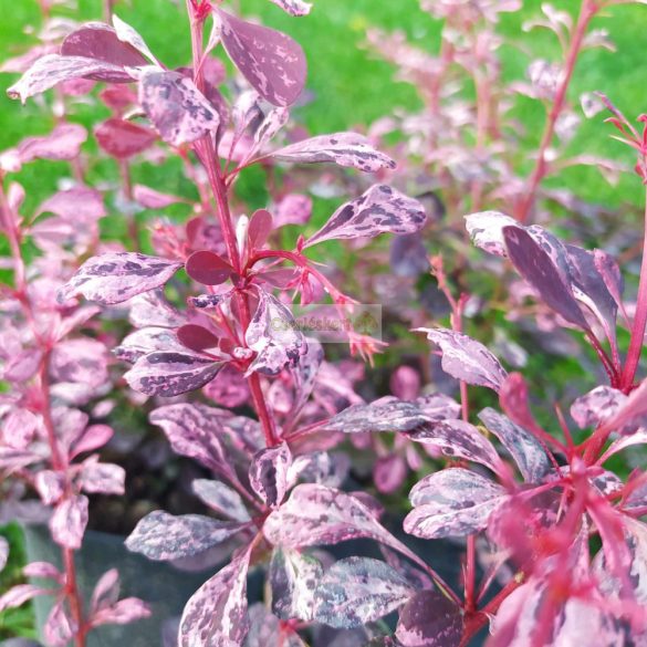 Borbolya, Tarka levelű borbolya