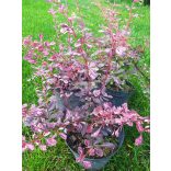 Borbolya, Tarka levelű borbolya