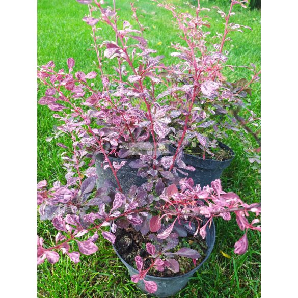 Borbolya, Tarka levelű borbolya