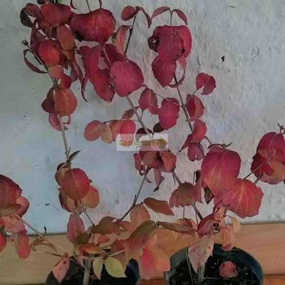 Bangita, Hólabda bangita