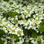 Bangita, Redős levelű bangita 'Mariesii'