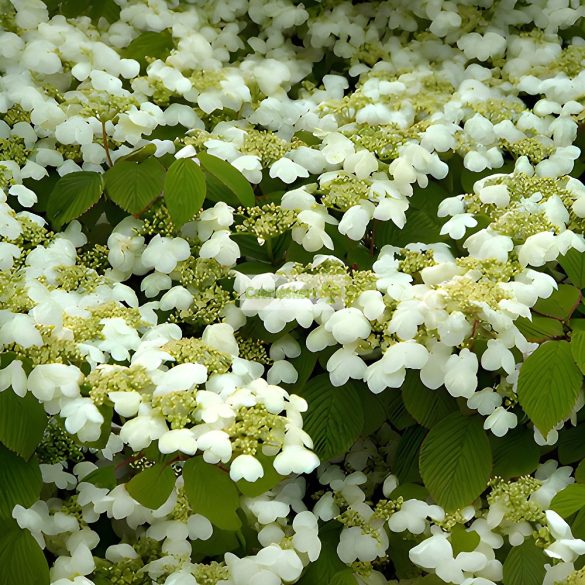 Bangita, Redős levelű bangita 'Mariesii'