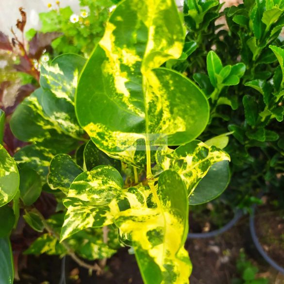 Orgona, Tarka levelű orgona