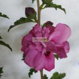 Mályvacserje, Hibiszkusz, Liláspiros telt virágú