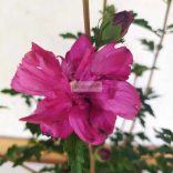 Mályvacserje, Hibiszkusz, Liláspiros telt virágú