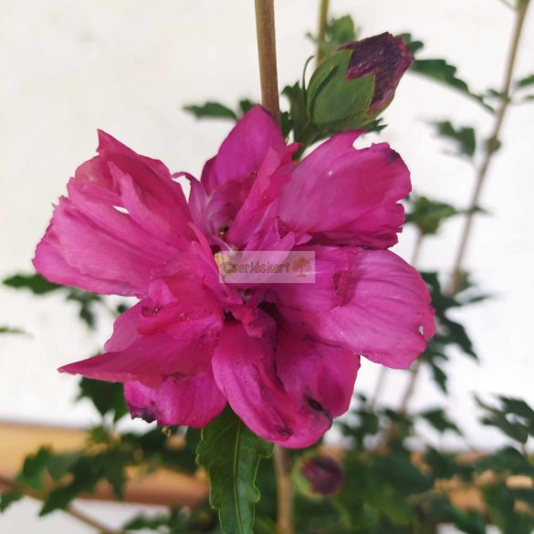 Mályvacserje, Hibiszkusz, Liláspiros telt virágú