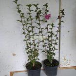 Mályvacserje, Hibiszkusz, Liláspiros telt virágú