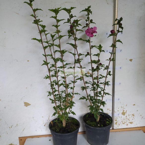 Mályvacserje, Hibiszkusz, Liláspiros telt virágú