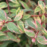 Orbáncfű, Tarka levelű orbáncfű