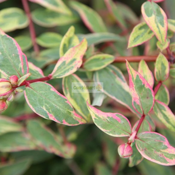 Orbáncfű, Tarka levelű orbáncfű