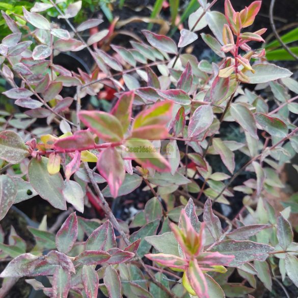 Orbáncfű, Tarka levelű orbáncfű