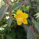 Orbáncfű, Tarka levelű orbáncfű