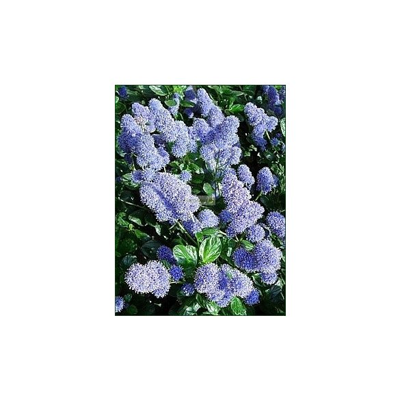 Táskavirág, örökzöld terülő - kúszó, kaliforniai orgona