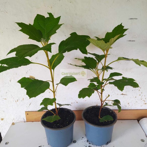 Hortenzia, Tölgylevelű hortenzia