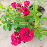 Rózsa, Piros talajtakaró rózsa