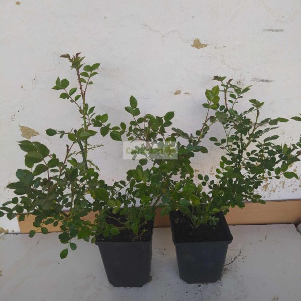 Rózsa, Piros talajtakaró rózsa