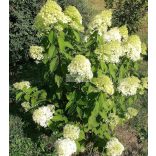 Hortenzia, Bugás hortenzia 'Limelight' 