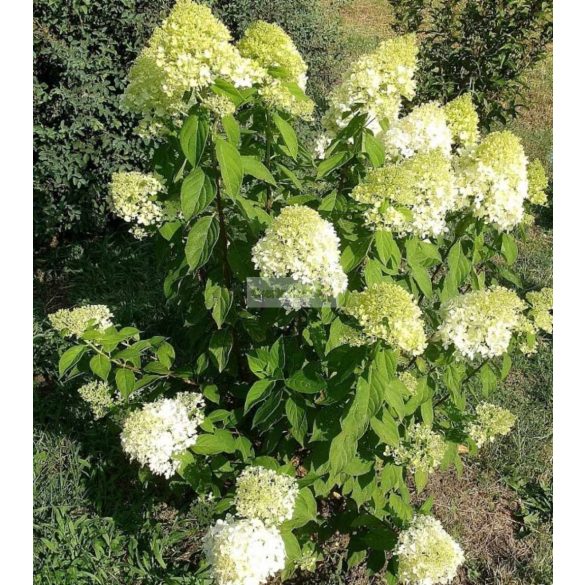 Hortenzia, Bugás hortenzia 'Limelight' 