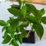 Hortenzia, Bugás hortenzia 'Limelight' 