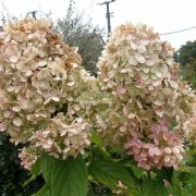 Hortenzia, Bugás hortenzia 'Limelight' kicsi