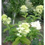 Hortenzia, Bugás hortenzia ' Early Sensation' 