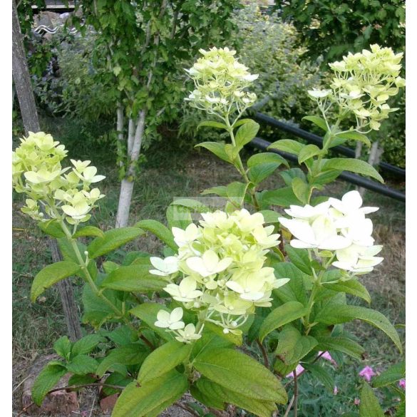Hortenzia, Bugás hortenzia ' Early Sensation' 