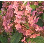 Hortenzia, Bugás hortenzia ' Early Sensation' 